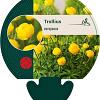 Trollius europaeus Pot 9 cm