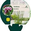 Verbena bonariensis Pot 9 cm