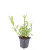 Verbena bonariensis Pot 9 cm