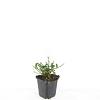 Verbena bonariensis Pot 9 cm