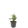 Verbena bonariensis Pot 9 cm