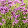 Verbena bonariensis Pot 9 cm