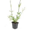 Verbena bonariensis Pot 9 cm