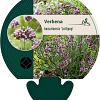 Verbena bon. 'Lollipop' Pot 9 cm