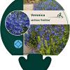 Veronica austr. 'Knallblau' Pot 9 cm