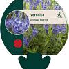 Veronica austriaca teucrium Pot 9 cm
