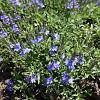 Veronica austriaca teucrium Pot 9 cm
