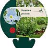 Veronica gentianoides Pot 9 cm