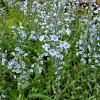 Veronica gentianoides Pot 9 cm