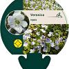 Veronica repens Pot 9 cm