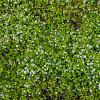 Veronica repens Pot 9 cm