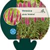 Veronica spic. 'Heidekind' Pot 9 cm