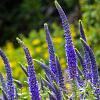 Veronica spic. 'Ulster Dwarf Blue' Pot 9 cm