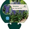 Veronica spic. 'Ulster Dwarf Blue' Pot 9 cm