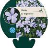 Viola (C) 'Boughton Blue' Pot 9 cm