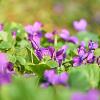 Viola odorata 'Königin Charlotte' Pot 9 cm