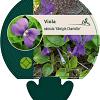 Viola odorata 'Königin Charlotte' Pot 9 cm