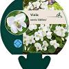 Viola sororia 'Albiflora' Pot 9 cm