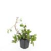 Waldsteinia ternata Pot 9 cm