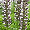 Acanthus hungaricus 'White Lips' Pot 9 cm
