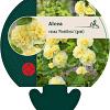 Alcea rosea 'Pleniflora' (geel) Pot 9 cm