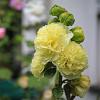 Alcea rosea 'Pleniflora' (geel) Pot 9 cm