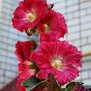 Alcea rosea 'Pleniflora' (rood) Pot 9 cm