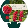 Alcea rosea 'Pleniflora' (rood) Pot 9 cm