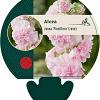 Alcea rosea 'Pleniflora' (rose) Pot 9 cm