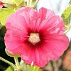 Alcea rosea 'Pleniflora' (rose) Pot 9 cm