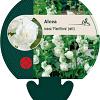 Alcea rosea 'Pleniflora' (wit) Pot 9 cm