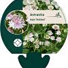 Astrantia maj. 'Buckland' Pot 9 cm