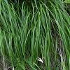 Carex oshim. 'JS Greenwell' Pot 9 cm