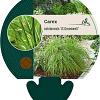 Carex oshim. 'JS Greenwell' Pot 9 cm