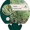 Carex oshim. Everest Pot 9 cm
