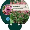 Echinacea purp. 'Doubledecker' Pot 9 cm