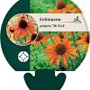 Echinacea purp. 'Tiki Torch' Pot 9 cm