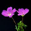 Geranium sang. 'Tiny Monster' Pot 9 cm