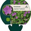 Geranium sang. 'Tiny Monster' Pot 9 cm