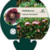 Helleborus o. Red Hybrids Pot 9 cm