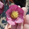 Helleborus o. Red Hybrids Pot 9 cm