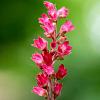 Heuchera b. 'Pluie de Feu' Pot 9 cm
