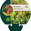 Heuchera b. 'Pluie de Feu' Pot 9 cm