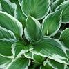 Hosta 'Fortunei Francee' Pot 9 cm