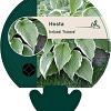 Hosta 'Fortunei Francee' Pot 9 cm