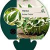Hosta 'Fortunei Patriot' Pot 9 cm