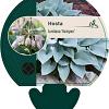 Hosta tardiana 'Halcyon' Pot 9 cm
