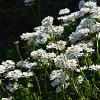 Iberis semp. 'Snowflake' Pot 9 cm