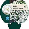 Iberis semp. 'Snowflake' Pot 9 cm