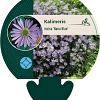 Kalimeris incisa 'Nana Blue' Pot 9 cm